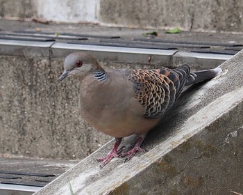 Oriental Turtle Dove 大阪女子大大仙学舎跡 Fri, 5/20/2022