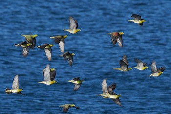 White-bellied Green Pigeon Terugasaki Beach Tue, 9/27/2022