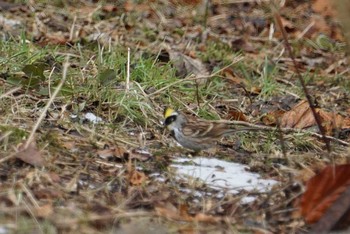 Yellow-throated Bunting Kobe Forest Botanic Garden Fri, 2/2/2018