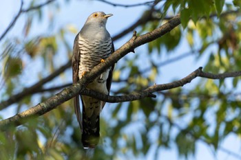 ツツドリ ロクハ公園(滋賀県草津市) 2022年10月1日(土)