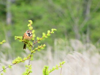 Chestnut-eared Bunting Senjogahara Marshland Sat, 6/18/2022