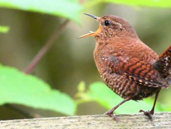 Eurasian Wren 湯滝 Sat, 6/18/2022