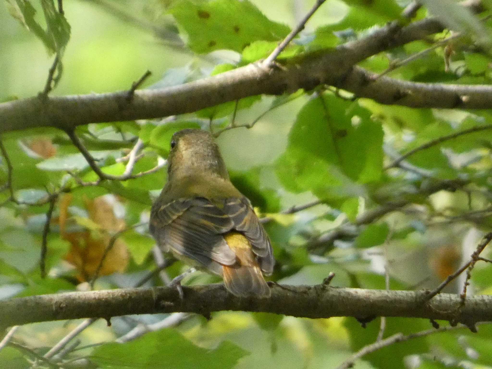 キビタキ