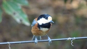 Varied Tit Yoyogi Park Sat, 4/9/2022