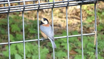 Varied Tit Yoyogi Park Sat, 4/9/2022