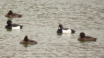 Tufted Duck Ukima Park Sat, 3/26/2022