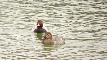 Common Pochard Ukima Park Sat, 3/26/2022