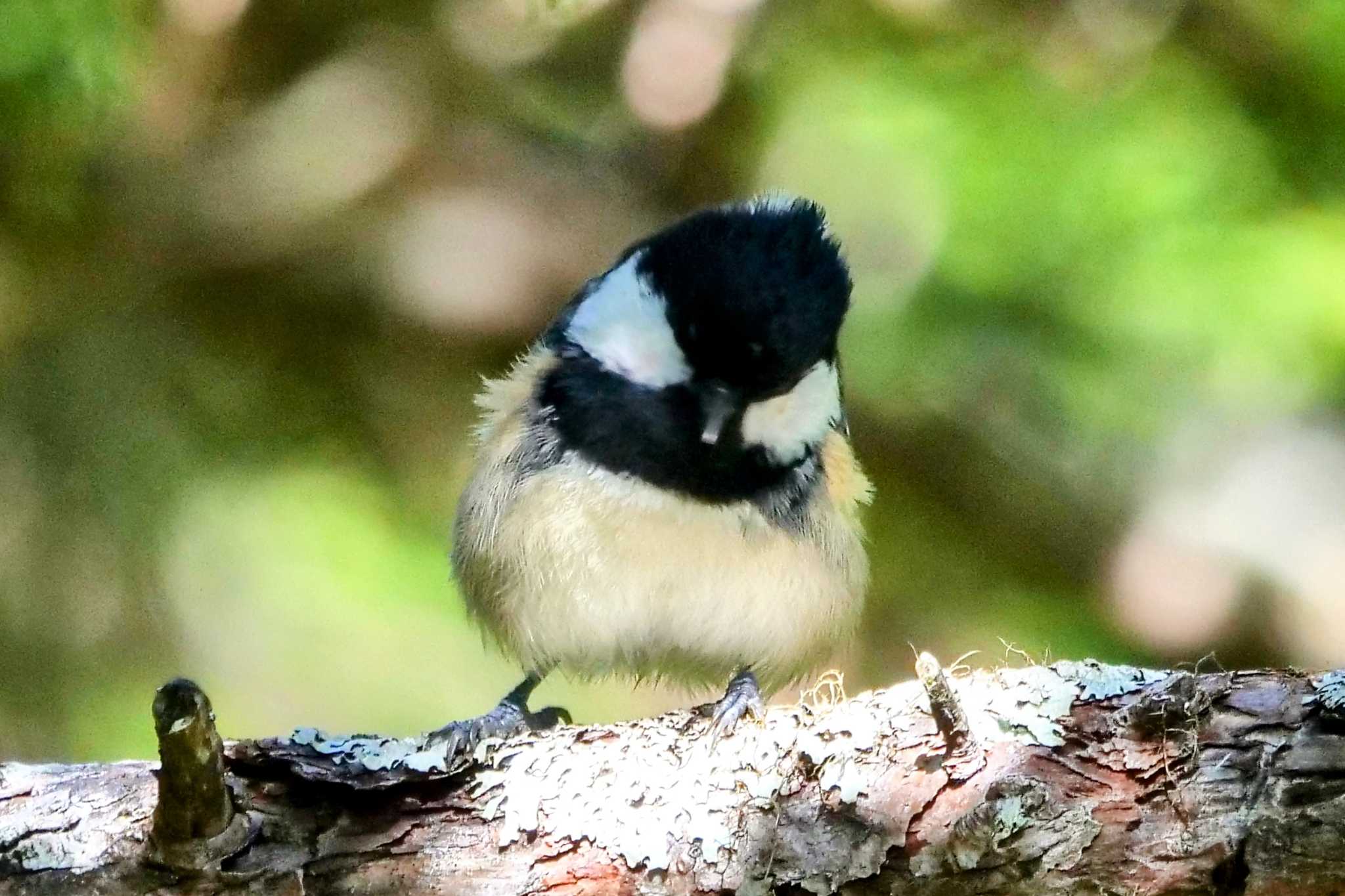 Coal Tit