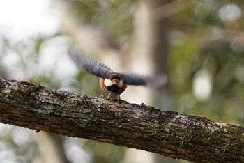 Varied Tit 中山寺(奥之院) Wed, 1/31/2018