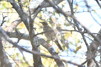 Grey-backed Thrush ズミの実が美味しい Mon, 9/26/2022