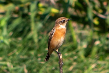 Amur Stonechat 静岡県 Sun, 10/2/2022