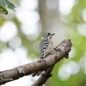 Japanese Pygmy Woodpecker Nishioka Park Sun, 10/2/2022