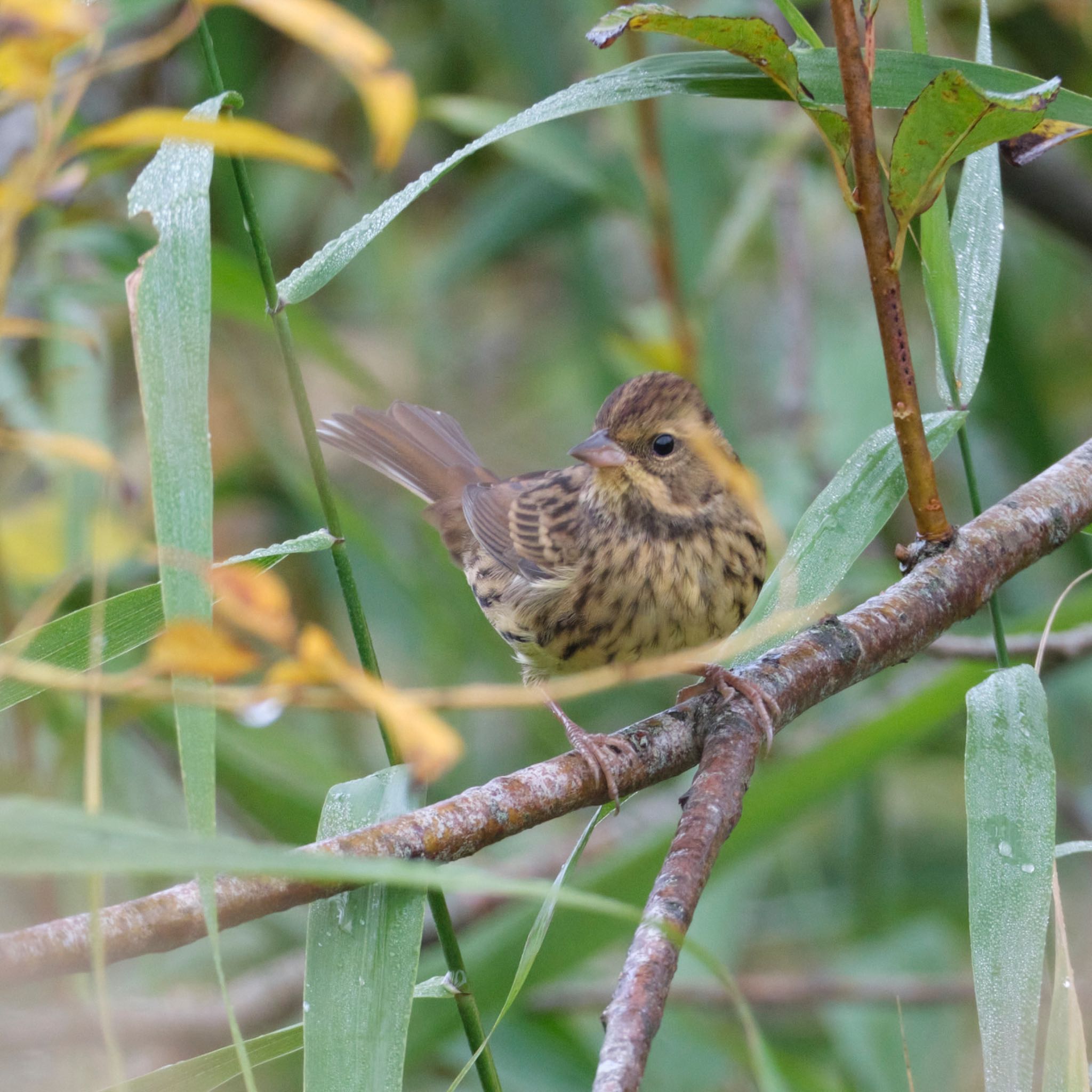 Photo of Masked Bunting at Nishioka Park by haha.9535