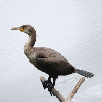 Japanese Cormorant Nishioka Park Sun, 10/2/2022