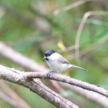 ハシブトガラ 西岡公園(西岡水源地) 2022年10月2日(日)