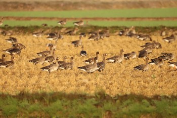 マガン 宮島沼 2022年10月2日(日)