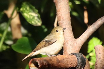 2022年10月2日(日) 京都御苑の野鳥観察記録