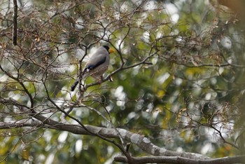 Japanese Grosbeak 中山寺(奥之院) Wed, 1/31/2018