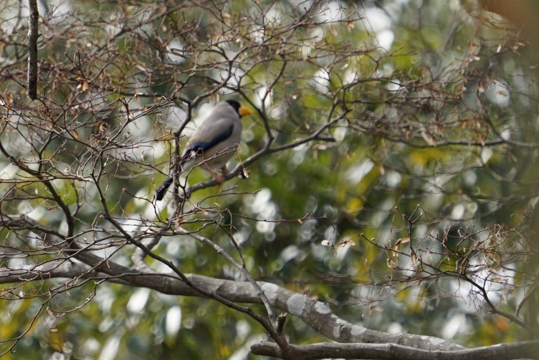 Japanese Grosbeak