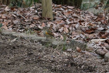 Red-flanked Bluetail 中山寺(奥之院) Wed, 1/31/2018