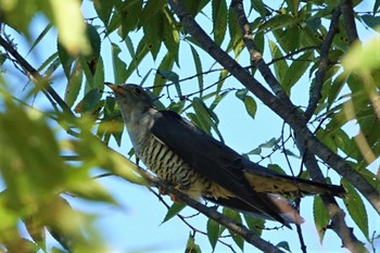 2022年10月2日(日) ロクハ公園(滋賀県草津市)の野鳥観察記録