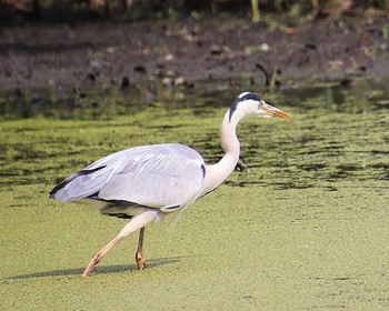 アオサギ 大仙公園 2022年5月23日(月)