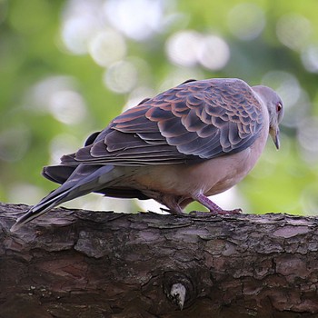 2022年5月23日(月) 大仙陵古墳の野鳥観察記録