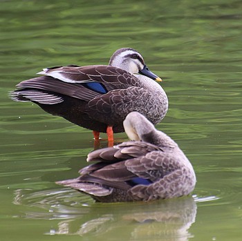 2022年5月23日(月) 大仙公園の野鳥観察記録