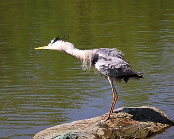 2022年5月24日(火) 大仙公園の野鳥観察記録