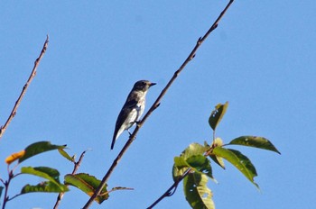 2022年10月2日(日) 大阪府岸和田市 蜻蛉池公園の野鳥観察記録