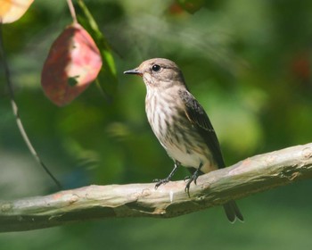 Grey-streaked Flycatcher Kyoto Gyoen Sun, 10/2/2022