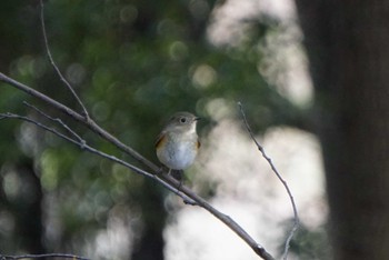 Red-flanked Bluetail 甘樫丘(奈良県) Fri, 1/26/2018