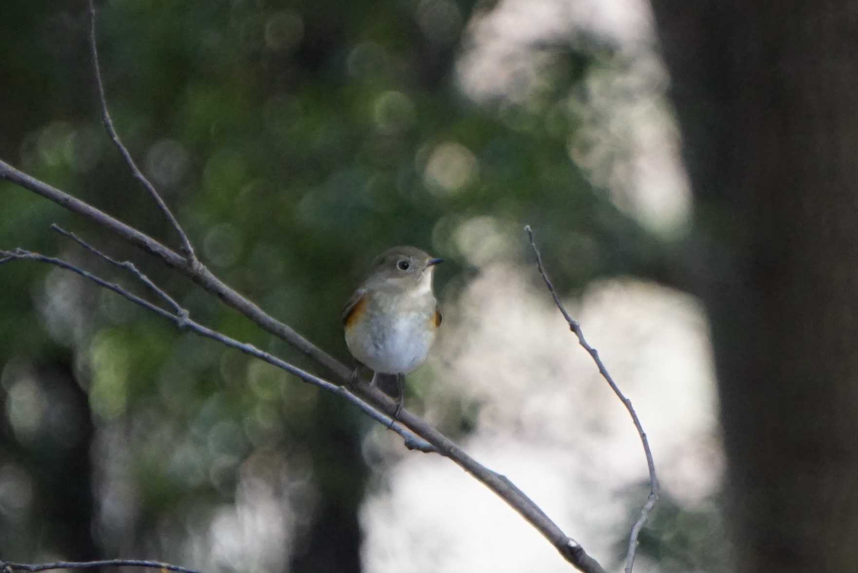 甘樫丘(奈良県) ルリビタキの写真 by マル