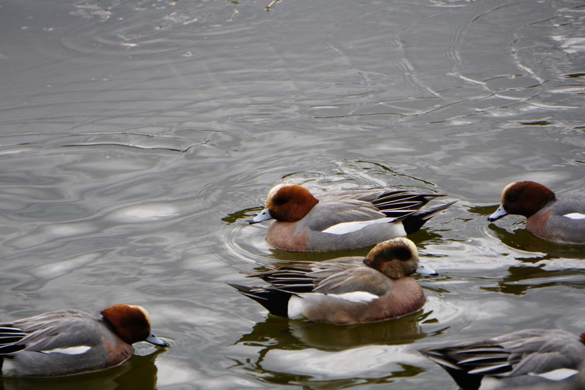 American Wigeon