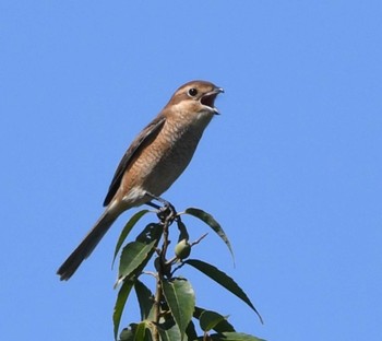 未同定 東京港野鳥公園 2022年10月2日(日)