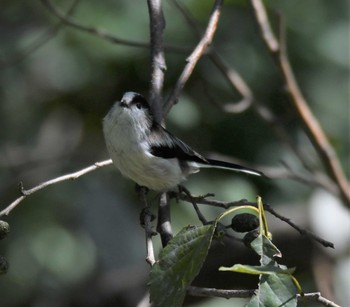 エナガ 東京港野鳥公園 2022年10月2日(日)