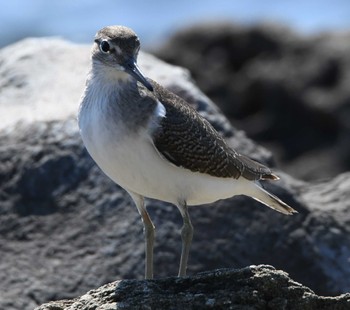 イソシギ 東京港野鳥公園 2022年10月2日(日)