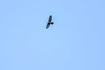 2022年10月2日(日) 神奈川県足柄峠の野鳥観察記録