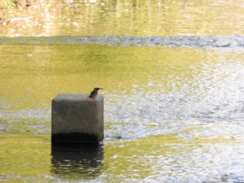 カワセミ 木津川市 2022年10月2日(日)