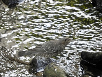 2022年10月2日(日) 木津川市の野鳥観察記録