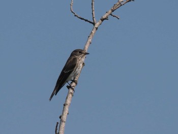 2022年10月2日(日) 勅使池(豊明市)の野鳥観察記録