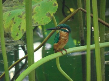 Common Kingfisher Machida Yakushiike Park Sun, 10/2/2022