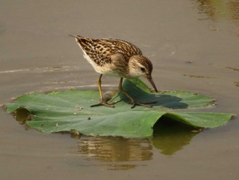 Sun, 10/2/2022 Birding report at 佐賀県白石町の干拓地