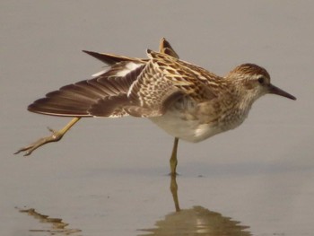 Long-toed Stint 佐賀県白石町の干拓地 Sun, 10/2/2022