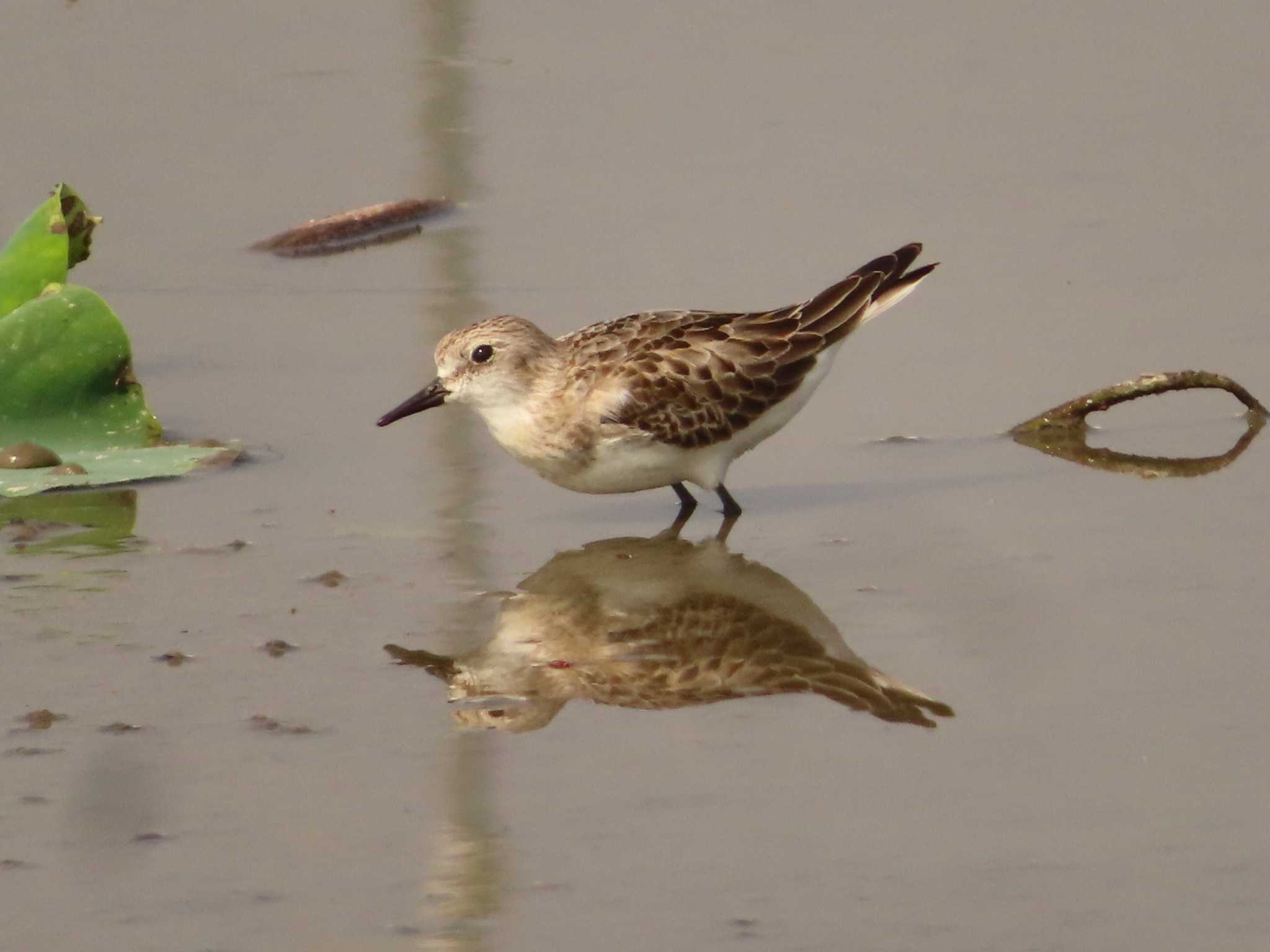 Photo of Red-necked Stint at 佐賀県白石町の干拓地 by ゆ