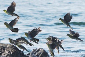 White-bellied Green Pigeon Terugasaki Beach Tue, 9/27/2022