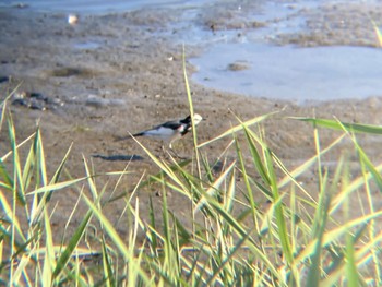 ハクセキレイ 東京港野鳥公園 2022年10月2日(日)