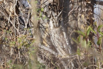 Long-eared Owl 大阪府大阪市 淀川 Wed, 1/24/2018