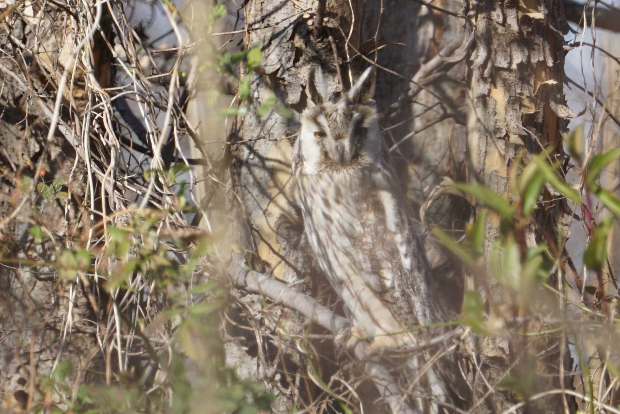 Long-eared Owl