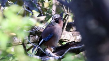 Eurasian Jay Arima Fuji Park Sun, 10/2/2022